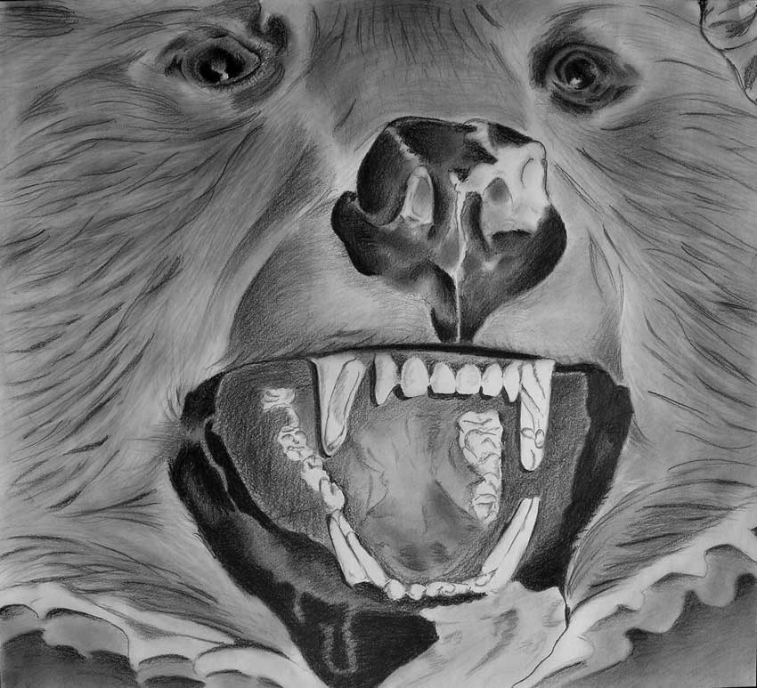 Bear